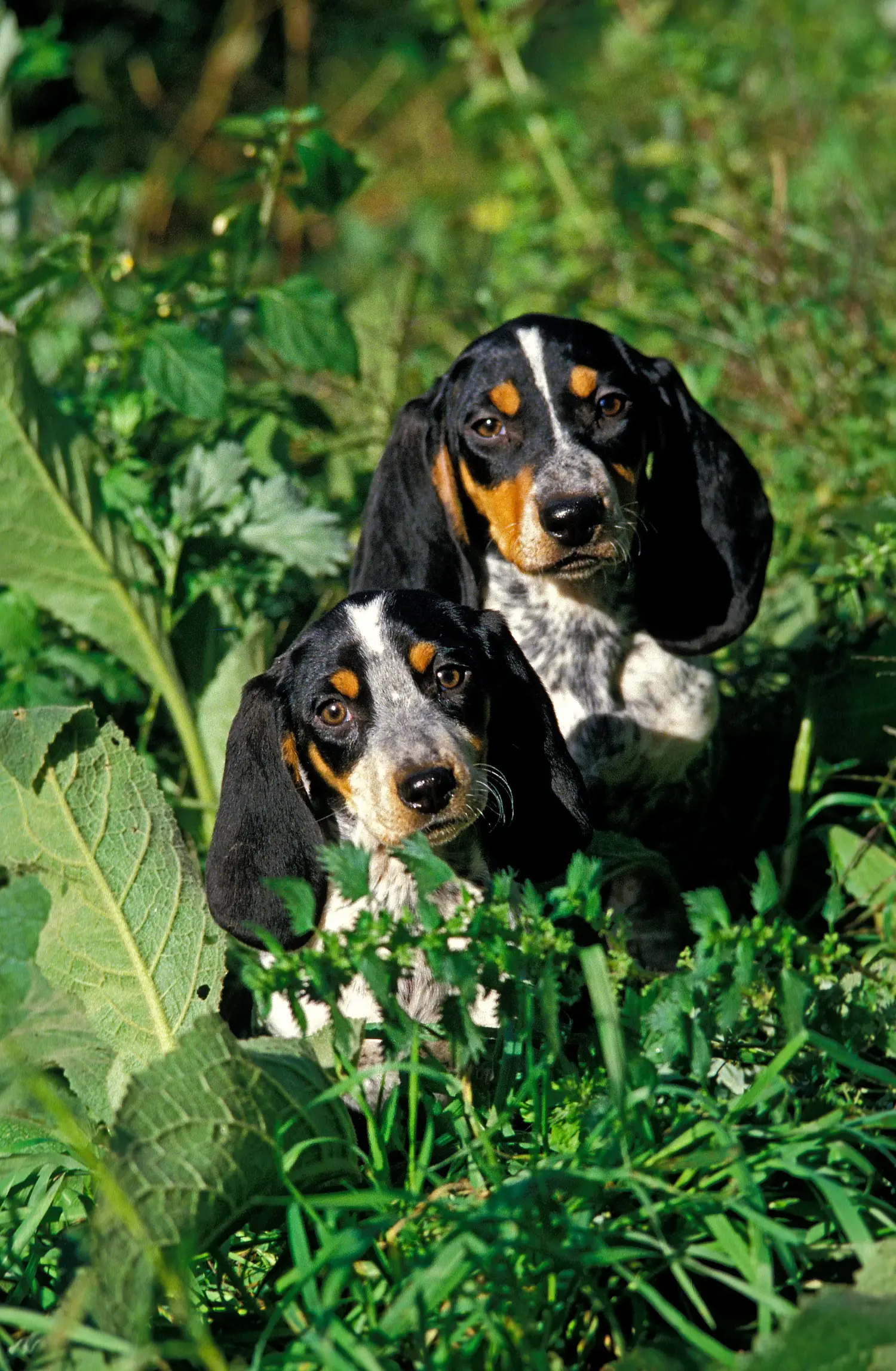 At købe en Basset bleu de Gascogne-hvalp betyder at tage ansvar! Køb Basset bleu de Gascogne-hvalpe.