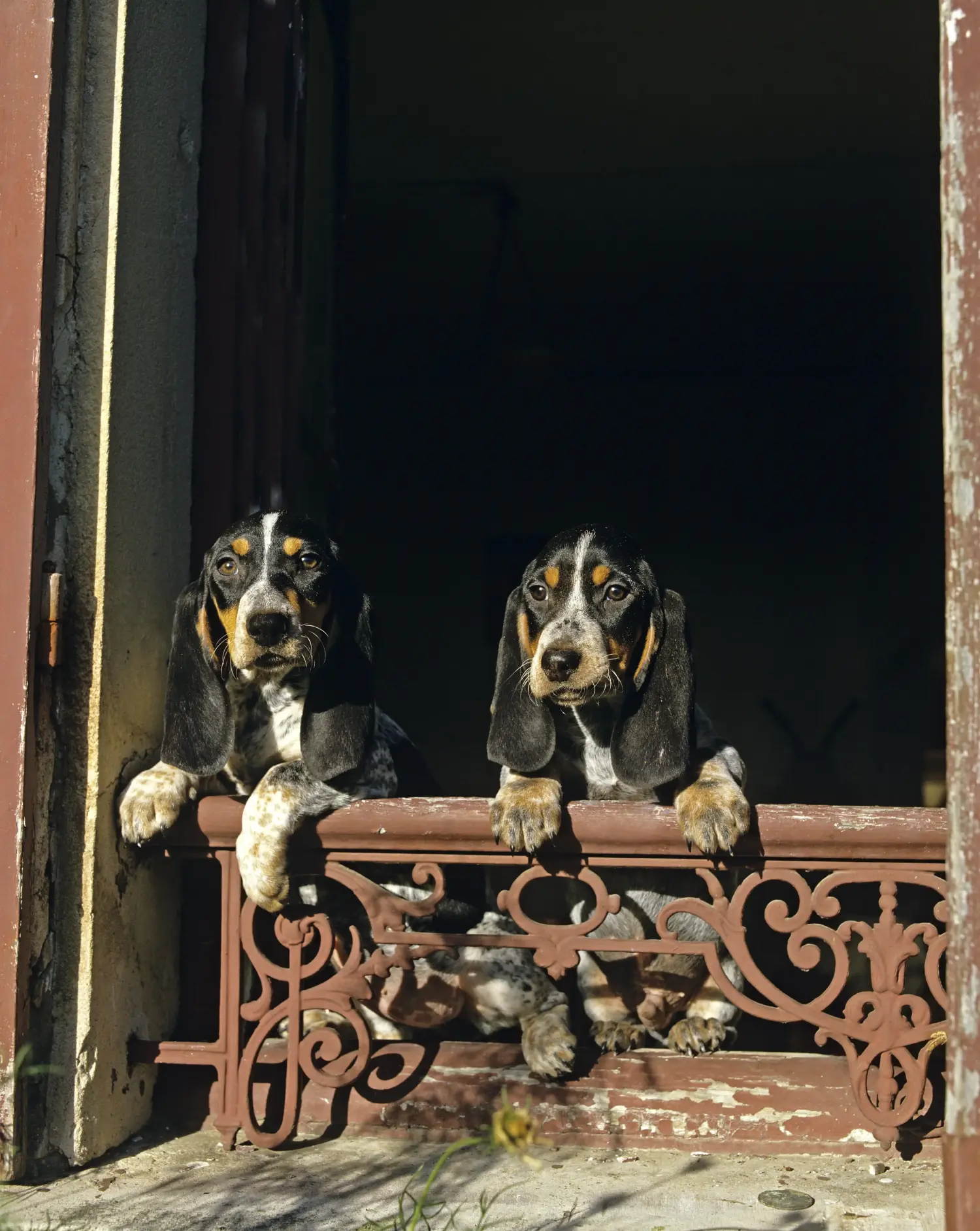 At købe en Basset bleu de Gascogne-hvalp betyder at tage ansvar! Køb Basset bleu de Gascogne-hvalpe.