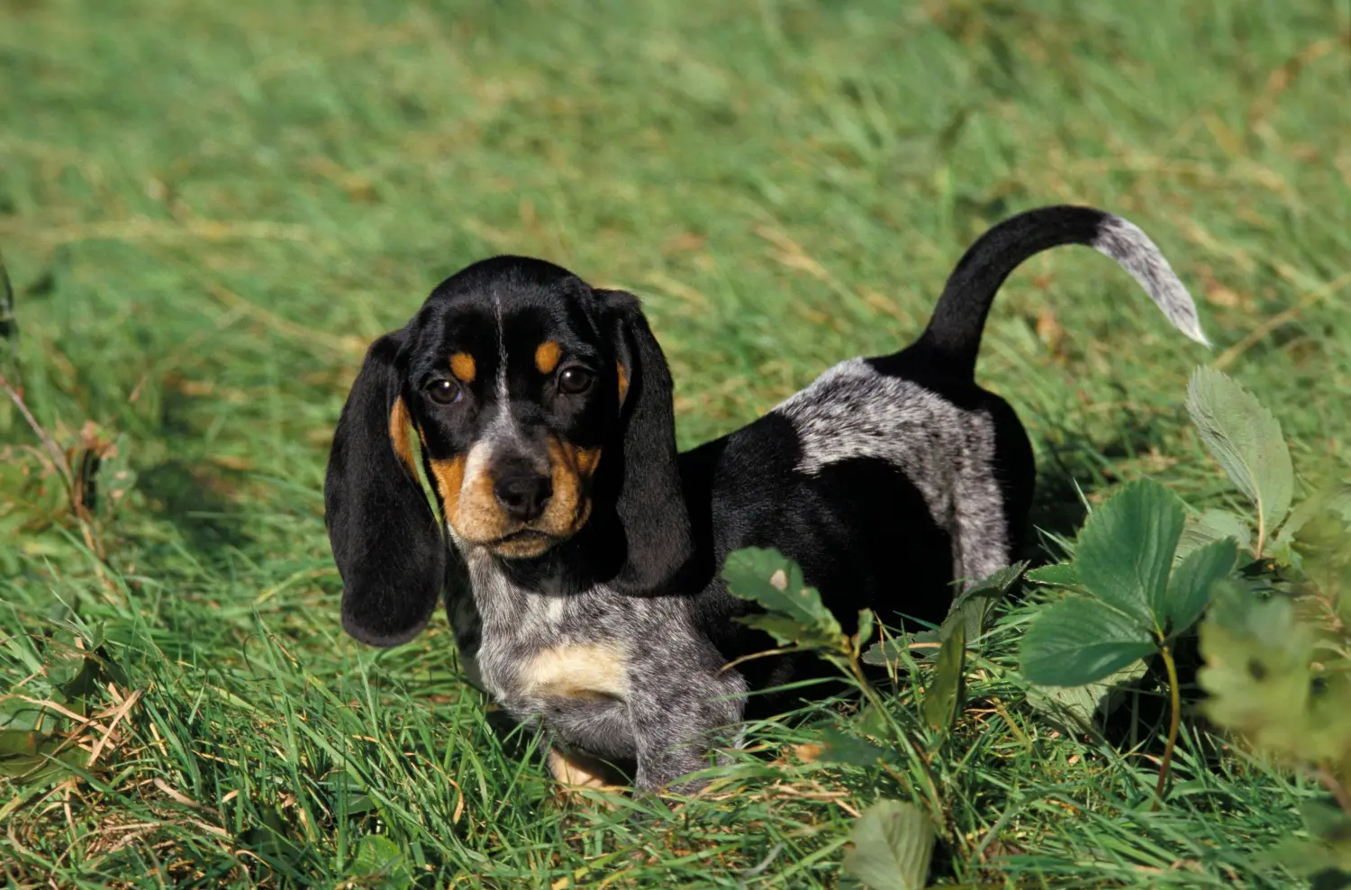 At købe en Basset bleu de Gascogne-hvalp betyder at tage ansvar! Køb Basset bleu de Gascogne-hvalpe.