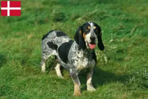 Read more about the article Basset bleu de Gascogne opdrættere og hvalpe i Danmark