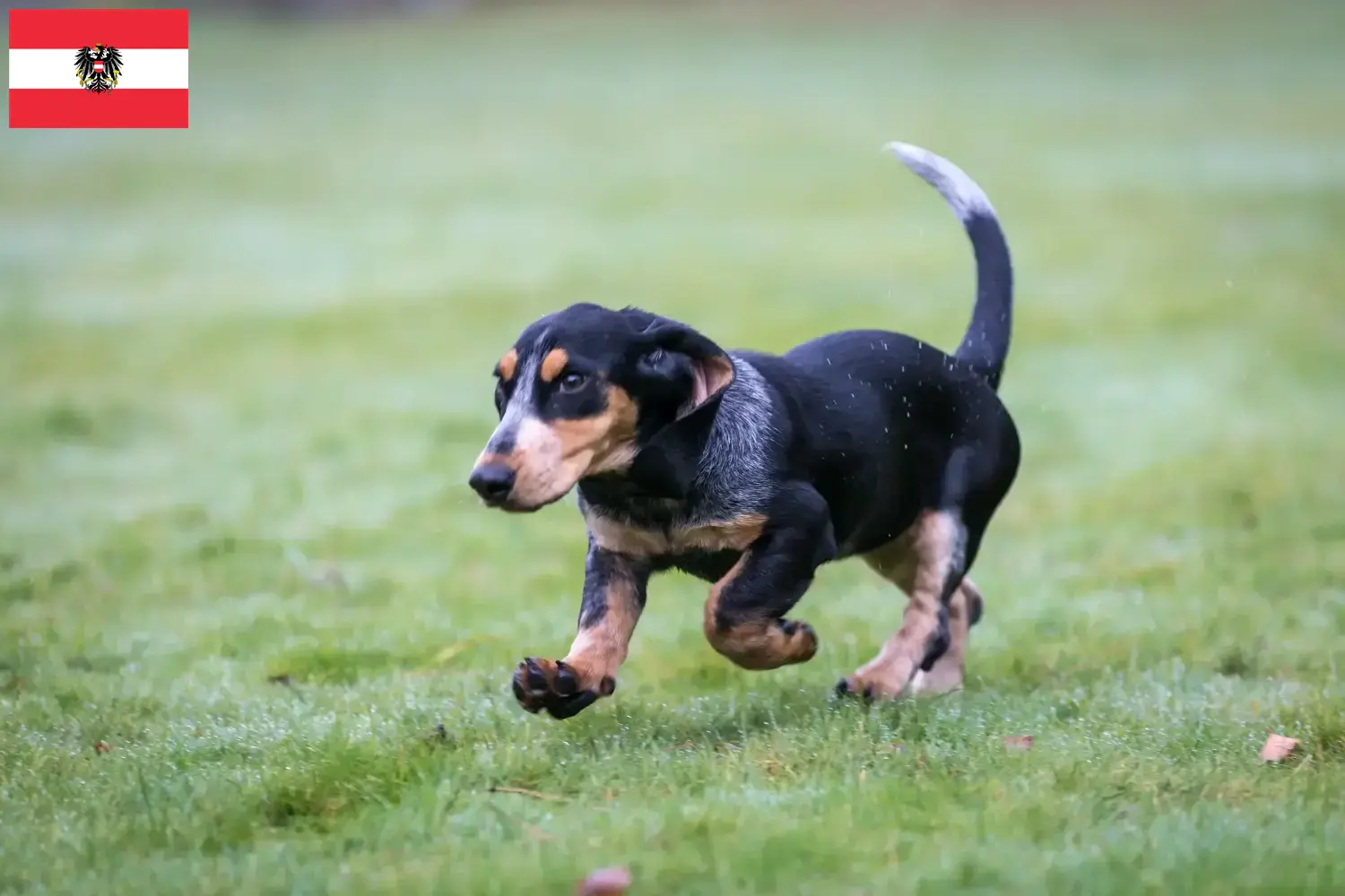 Basset bleu de Gascogne hvalpe og opdrættere Østrig Her kan du finde Basset bleu de Gascognes-opdrættere i Østrig.