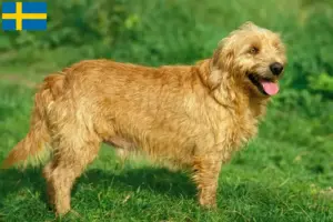 Read more about the article Basset fauve de Bretagne opdrættere og hvalpe i Sverige