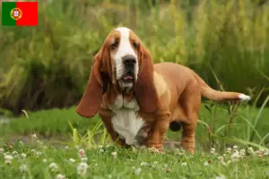 Read more about the article Basset Hound opdrættere og hvalpe i Portugal