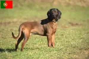 Read more about the article Bavarian Mountain Hound opdrættere og hvalpe i Portugal