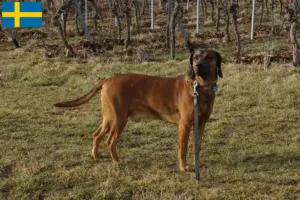 Read more about the article Bavarian Mountain Hound opdrættere og hvalpe i Sverige