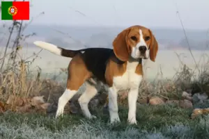 Read more about the article Beagle-opdrættere og hvalpe i Portugal