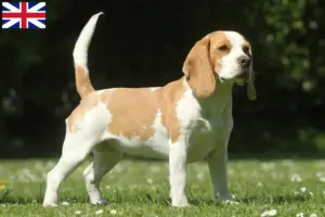 Read more about the article Beagle-opdrættere og hvalpe i Storbritannien