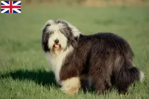 Read more about the article Bearded Collie opdrættere og hvalpe i Storbritannien
