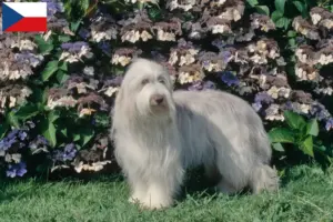 Read more about the article Bearded Collie opdrættere og hvalpe i Tjekkiet