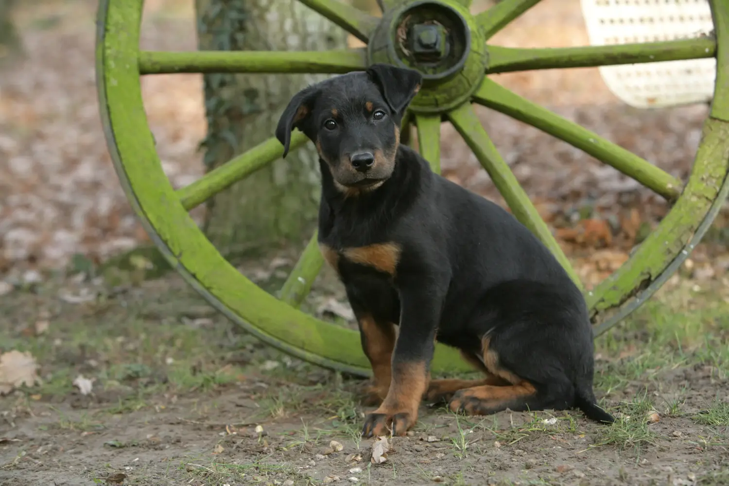At købe en Beauceron-hvalp betyder at tage ansvar! Køb Beauceron-hvalpe.