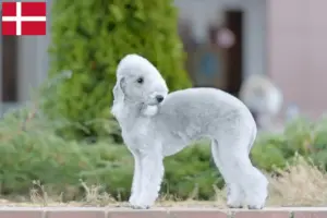 Read more about the article Bedlington Terrier opdrættere og hvalpe i Danmark