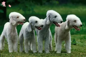 Read more about the article Bedlington Terrier opdrættere og hvalpe i Hovedstaden