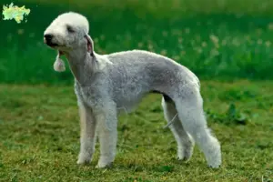 Read more about the article Bedlington Terrier opdrættere og hvalpe i Midtjylland