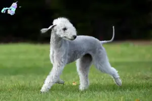 Read more about the article Bedlington Terrier opdrættere og hvalpe i Nordjylland