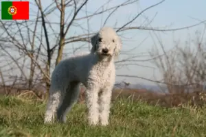 Read more about the article Bedlington Terrier opdrættere og hvalpe i Portugal