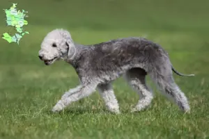 Read more about the article Bedlington Terrier opdrættere og hvalpe på Sjælland