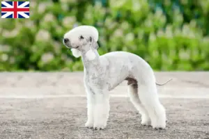Read more about the article Bedlington Terrier opdrættere og hvalpe i Storbritannien