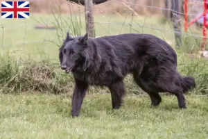 Read more about the article Belgisk hyrdehundeopdrættere og hvalpe i Storbritannien