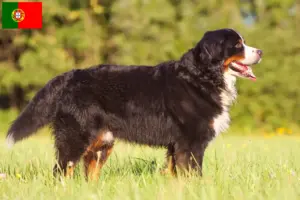 Read more about the article Berner Sennenhunde opdrætter og hvalpe i Portugal