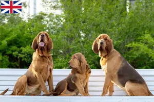 Read more about the article Blodhundeopdrættere og hvalpe i Storbritannien