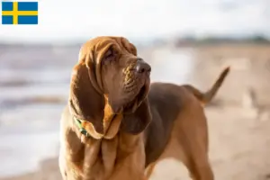 Read more about the article Blodhundeopdrættere og hvalpe i Sverige