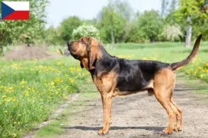 Read more about the article Blodhundeopdrættere og hvalpe i Tjekkiet