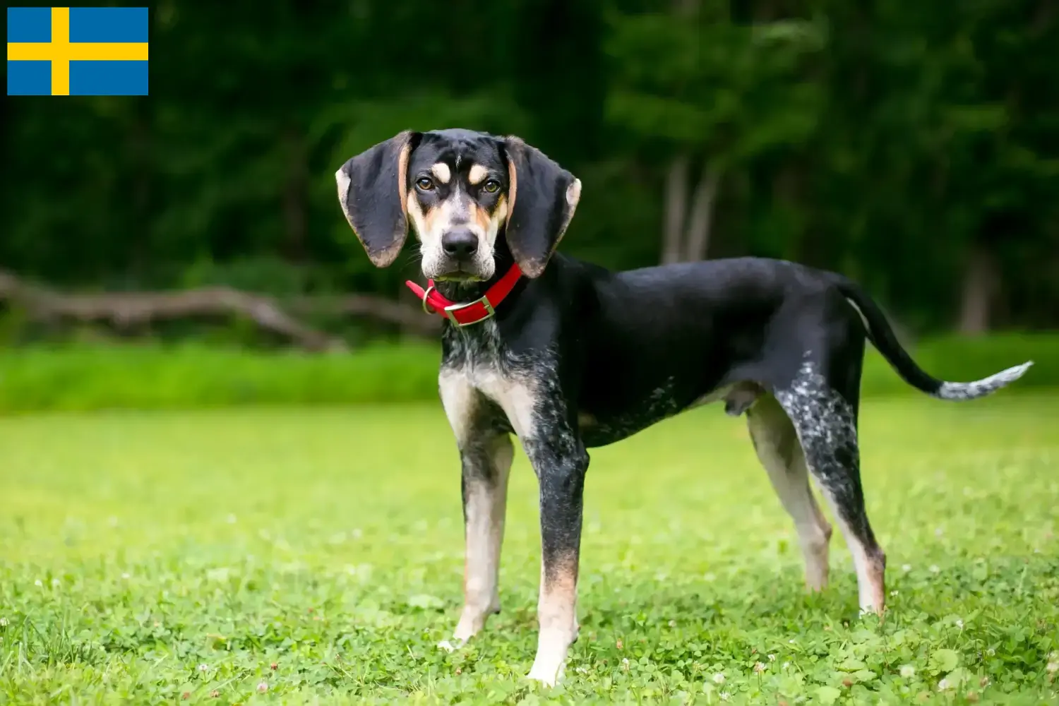 Read more about the article Bluetick Coonhound opdrættere og hvalpe i Sverige
