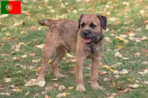 Read more about the article Border Terrier opdrættere og hvalpe i Portugal