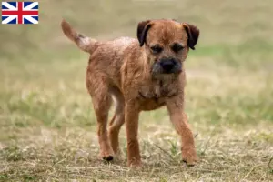 Read more about the article Border Terrier opdrættere og hvalpe i Storbritannien