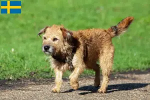 Read more about the article Border Terrier opdrættere og hvalpe i Sverige