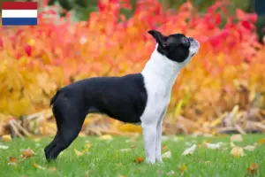 Read more about the article Boston Terrier opdrættere og hvalpe i Holland