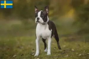 Read more about the article Boston Terrier opdrættere og hvalpe i Sverige