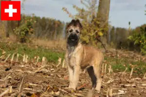 Read more about the article Bouvier des Ardennes opdrættere og hvalpe i Schweiz