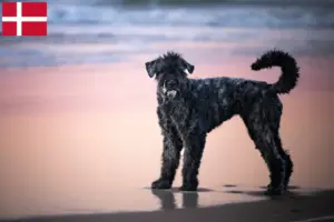 Read more about the article Bouvier des Flandres opdrættere og hvalpe i Danmark