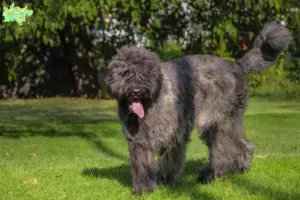 Read more about the article Bouvier des Flandres opdrættere og hvalpe i Midtjylland