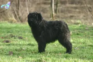 Read more about the article Bouvier des Flandres opdrættere og hvalpe i Nordjylland