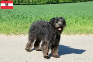 Read more about the article Bouvier des Flandres opdrættere og hvalpe i Østrig