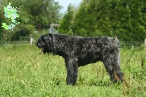 Read more about the article Bouvier des Flandres opdrættere og hvalpe på Sjælland