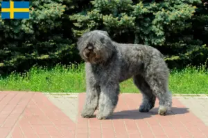 Read more about the article Bouvier des Flandres opdrættere og hvalpe i Sverige