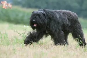 Read more about the article Bouvier des Flandres opdrættere og hvalpe i Syddanmark