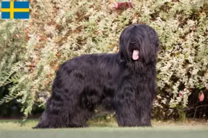 Read more about the article Briard-opdrættere og hvalpe i Sverige