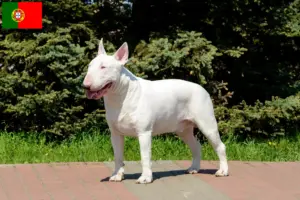 Read more about the article Bull Terrier-opdrættere og hvalpe i Portugal