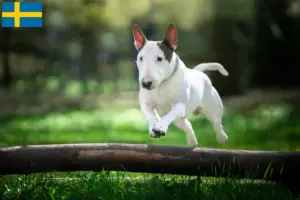 Read more about the article Bull Terrier-opdrættere og hvalpe i Sverige