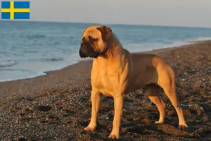 Read more about the article Bullmastiff-opdrættere og hvalpe i Sverige