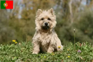 Read more about the article Cairn Terrier opdrættere og hvalpe i Portugal