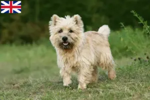 Read more about the article Cairn terrier opdrættere og hvalpe i Storbritannien