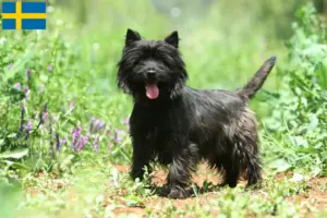 Read more about the article Cairn Terrier opdrættere og hvalpe i Sverige