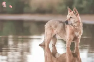 Read more about the article Canaan hundeopdrætter og hvalpe i Hovedstaden