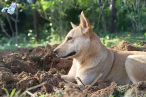 Read more about the article Canaan hundeopdrætter og hvalpe i Nordjylland