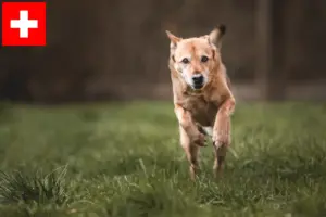 Read more about the article Canaan hundeopdrættere og hvalpe i Schweiz